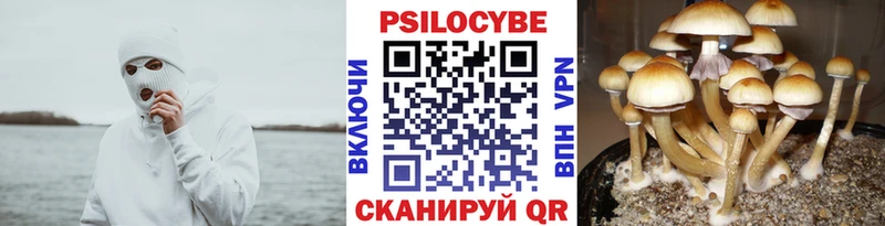 Купить  Порхов  Псилоцибиновые грибы Psilocybine cubensis 